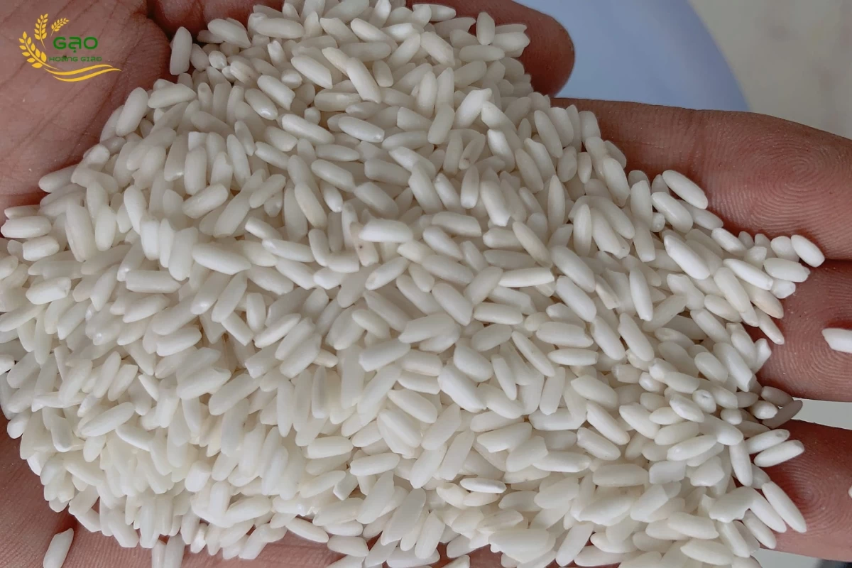 Hạt nếp lá An Giang nhỏ, dài và có màu trắng sữa