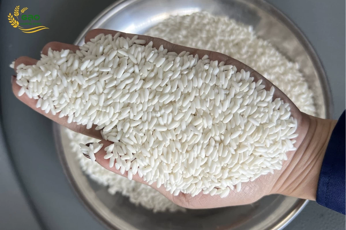 Mẫu gạo nếp lá An Giang tại nhà máy Gạo Hoàng Giao