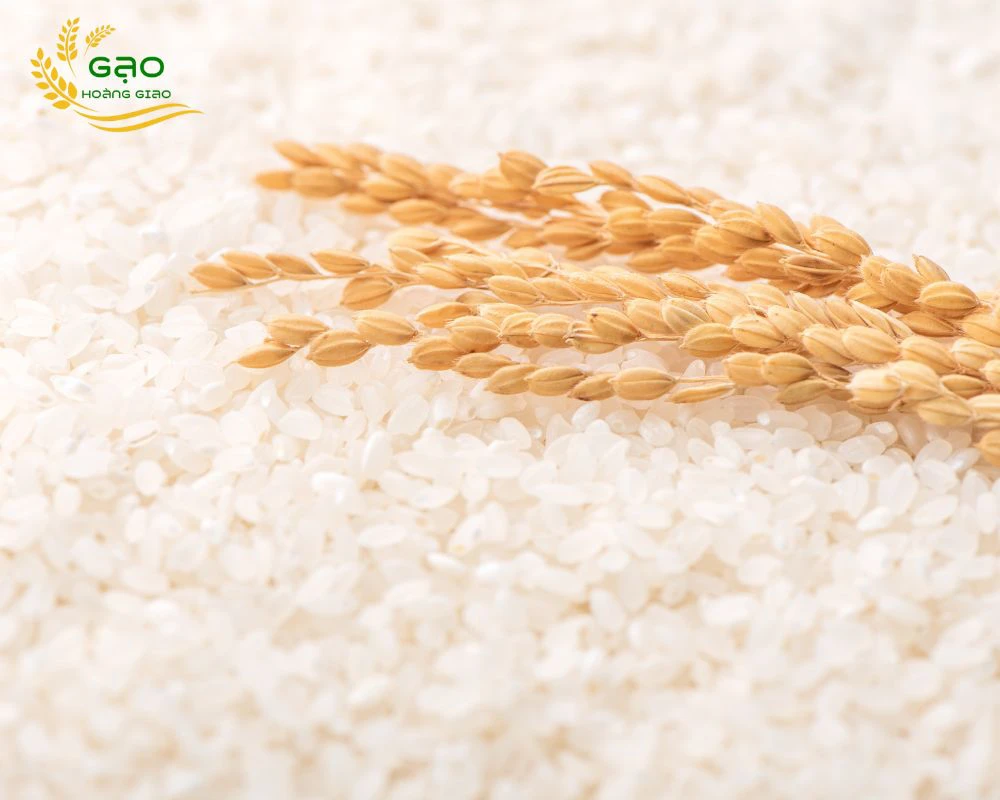 Chỉ Số GI Của Gạo Trắng Là Gì? Và Cách lựa chọn gạo phù hợp với sức khỏe