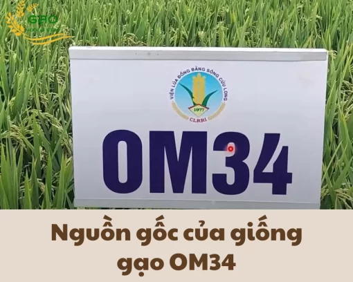 Nguồn gốc của giống gạo OM34