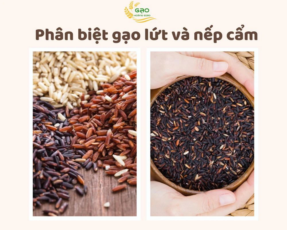 Phân biệt gạo lứt và nếp cẩm