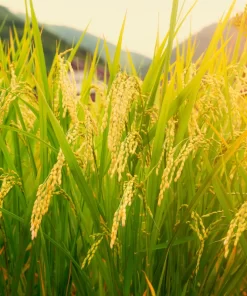 Giống lúa Séng Cù