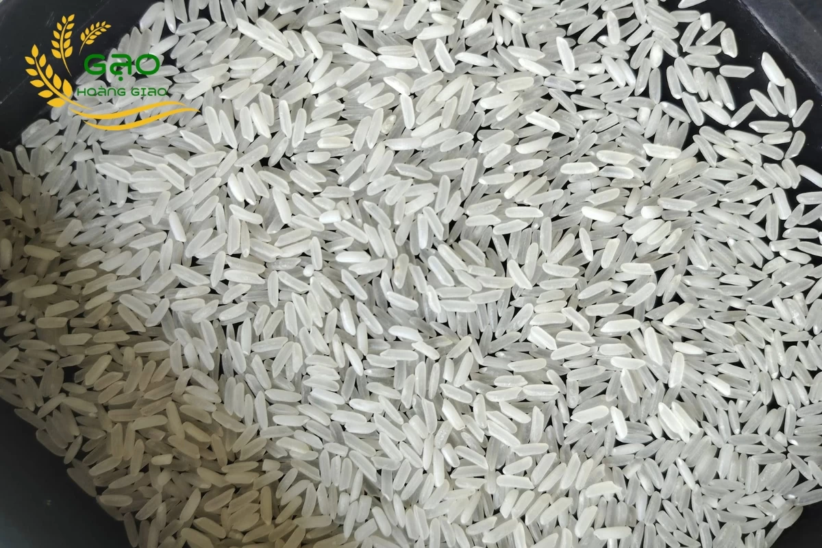 Mẫu gạo 5451