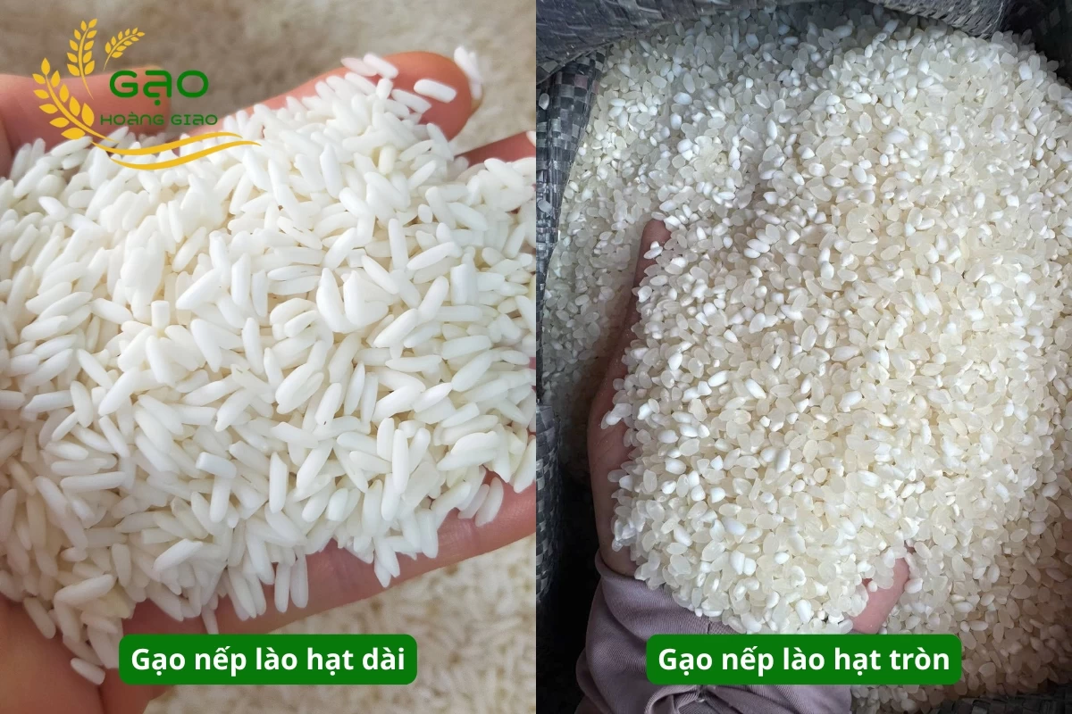 Gạo nếp lào có 2 loại loại là gạo nếp lào hạt dài và gạo nếp lào hạt tròn