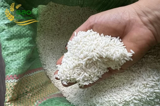 Gạo nếp lào ngon có hạt màu trắng đục và ít bị gãy vụn