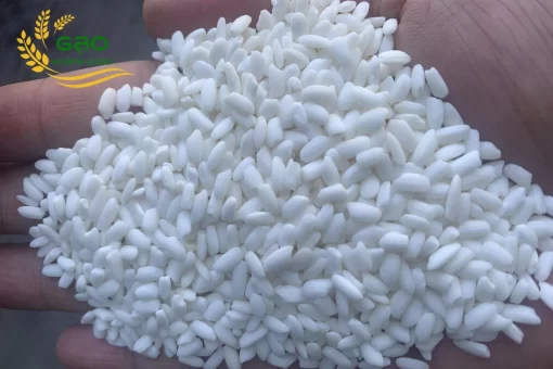 Gạo nếp nhung có hạt to, mẩy đều, màu trắng đục