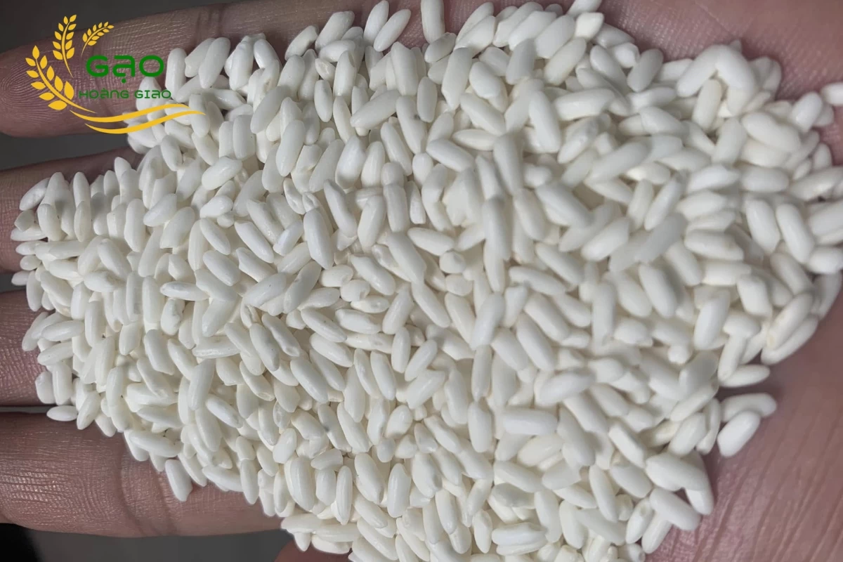Nếp sáp ngỗng có hạt màu trắng sữa và to tròn giống quả trứng ngỗng thu nhỏ