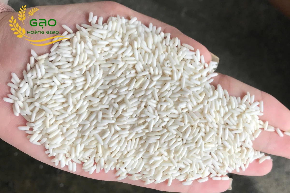 Gạo nếp Thái có hạt màu trắng đục, căng tròn, bóng mẩy, đẹp mắt