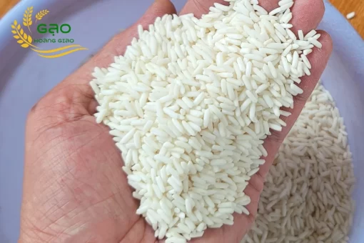 Mẫu gạo nếp Thái tại nhà máy gạo Hoàng Giao