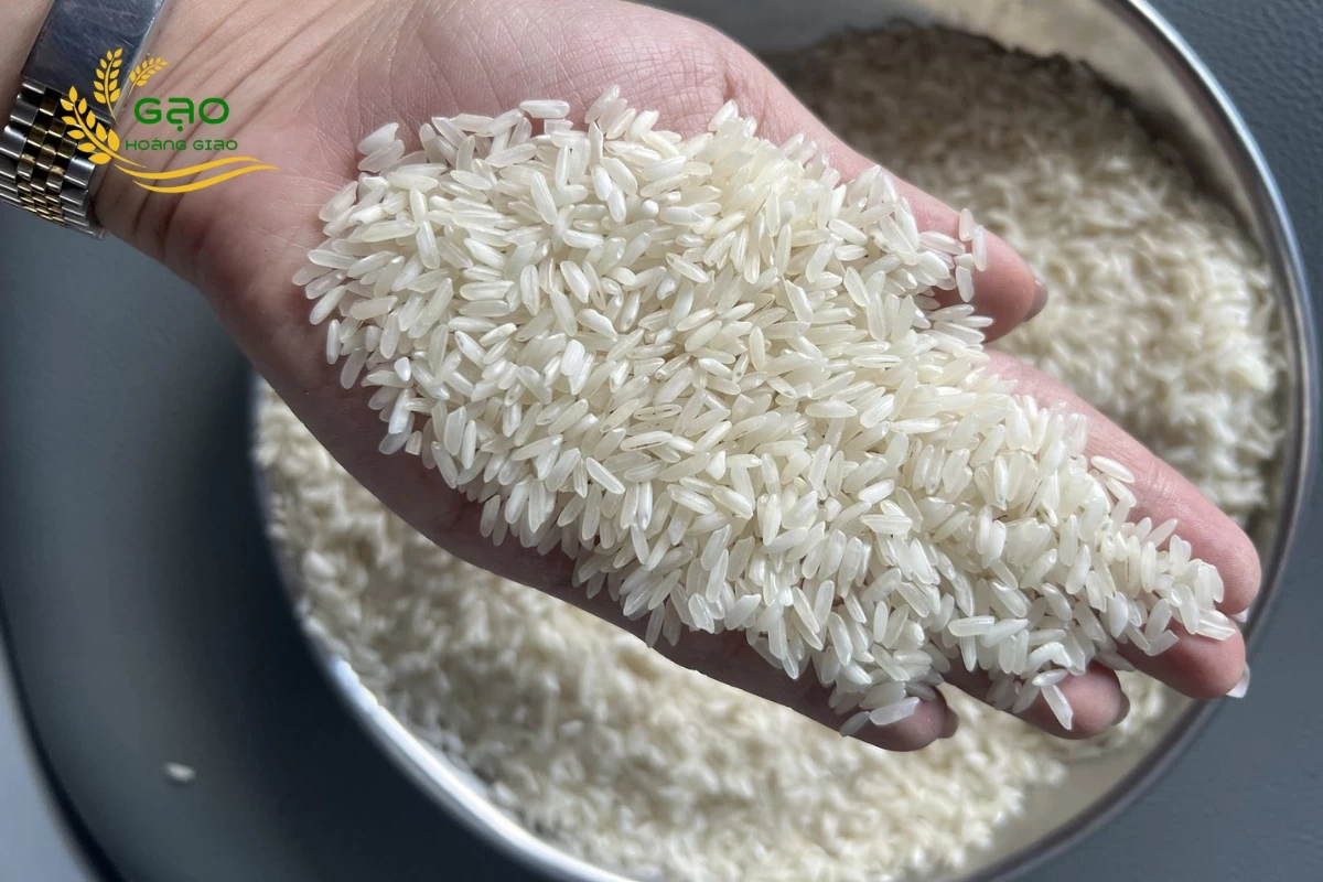 Mẫu gạo làm bún 504 cũ