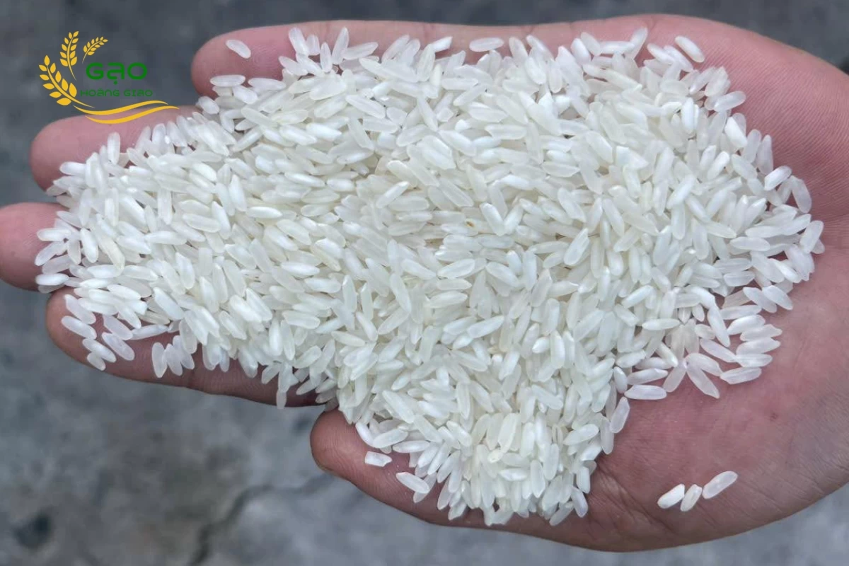 Mẫu gạo CL 555 của nhà máy Gạo Hoàng Giao