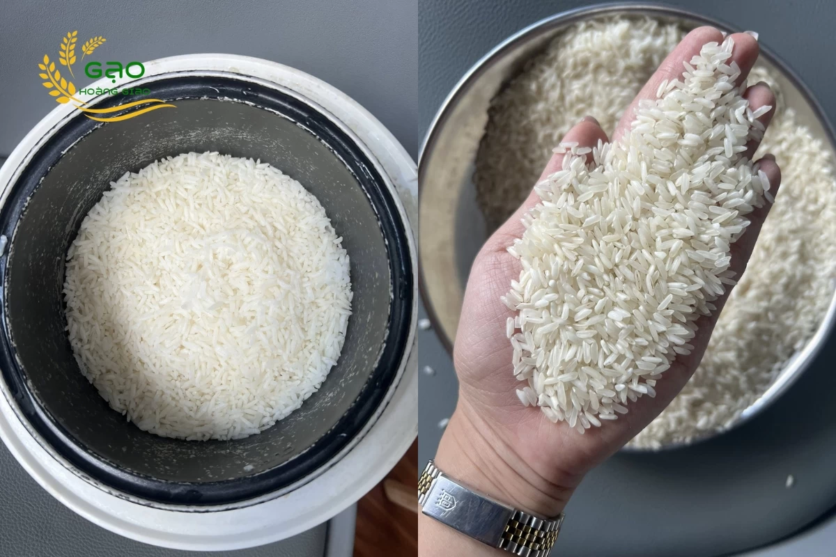 Mẫu gạo 504 cũ