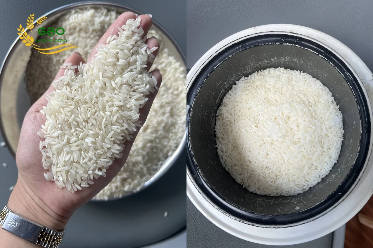 Gạo 504 cũ cho ra cơm khô, nở xốp khi được nấu chín