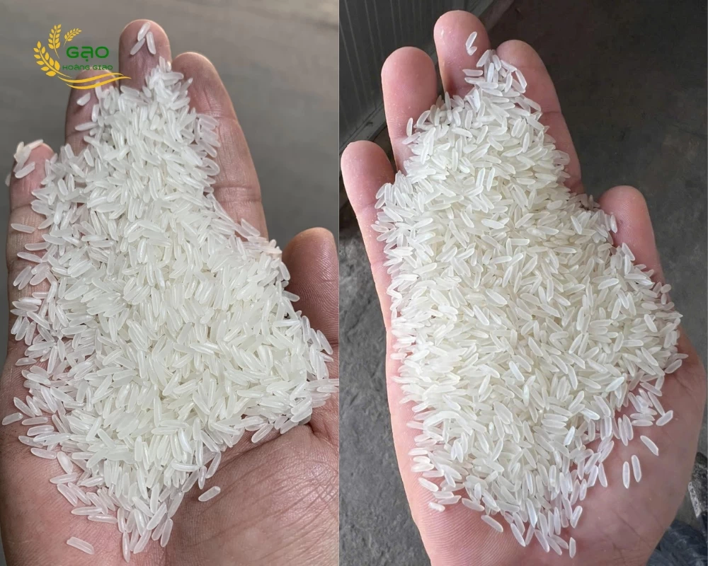 Mẫu gạo ST21 tại nhà máy Gạo Hoàng Giao