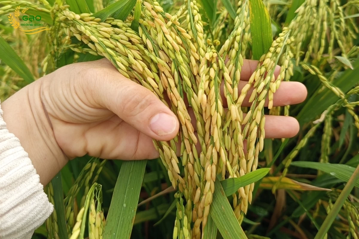 Bông lúa Đài Thơm 8