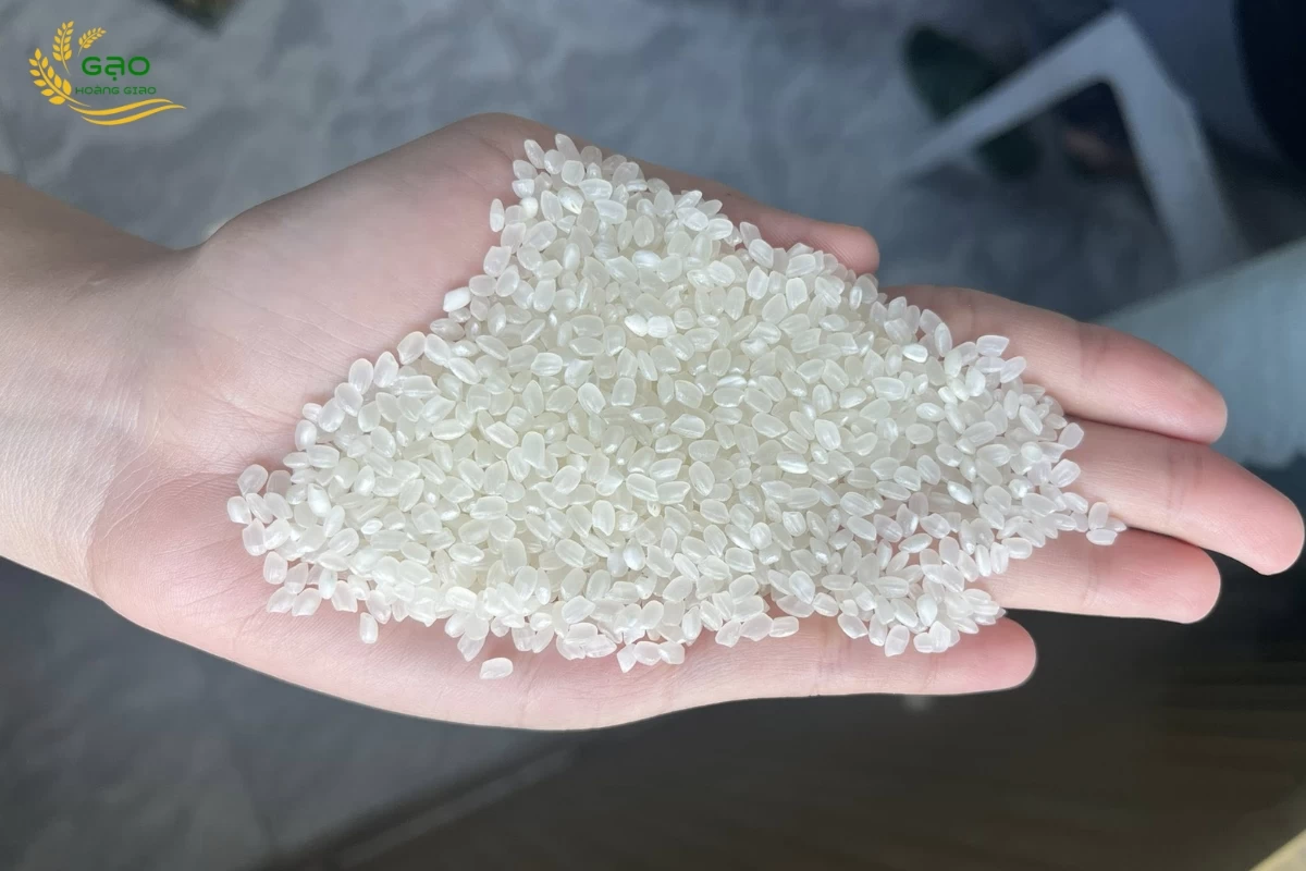 Gạo Japonica có hạt ngắn, tròn và mẩy