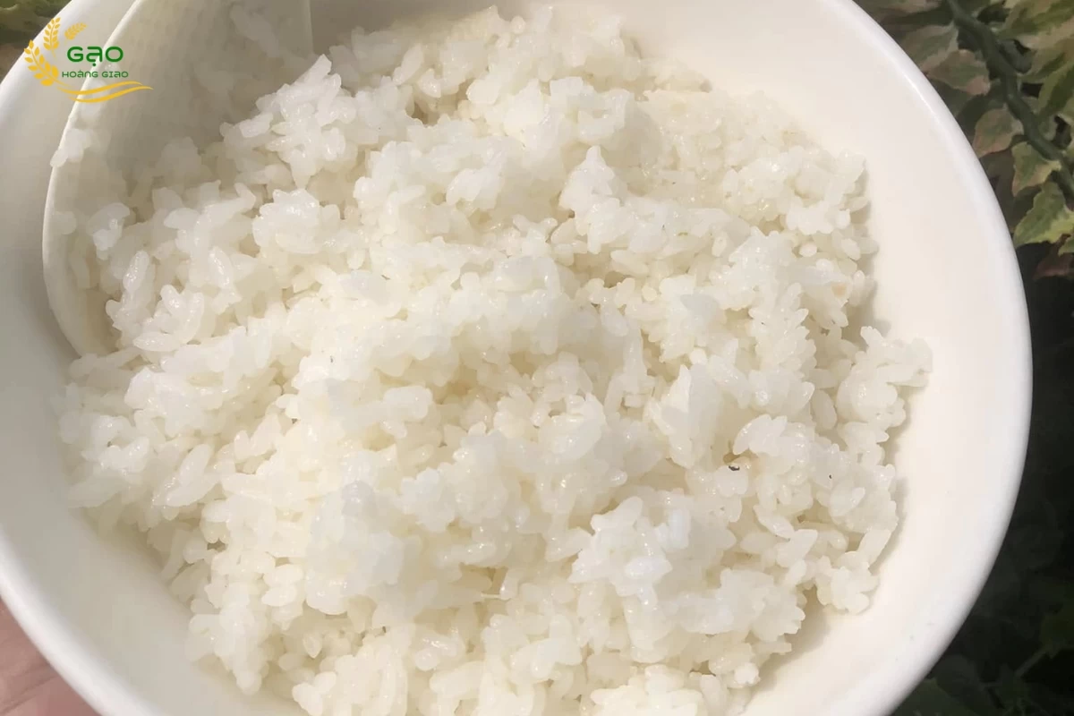 Cơm được nấu từ gạo Japonica