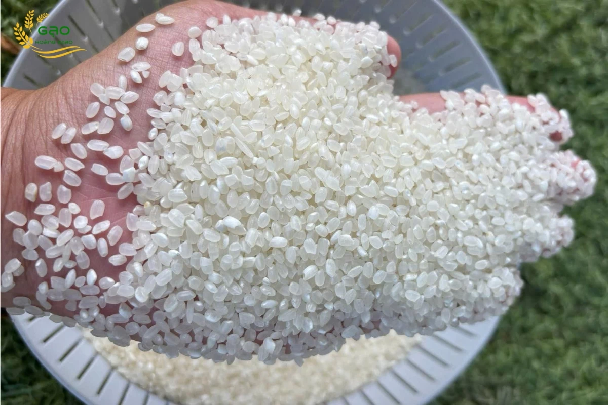 Mẫu gạo Nhật Japonica của nhà máy Gạo Hoàng Giao