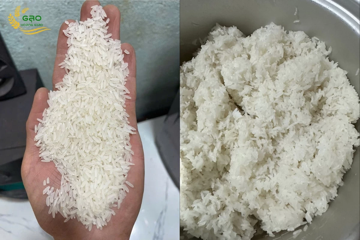Gạo dẻo ST24 và cơm được nấu từ gạo ST24