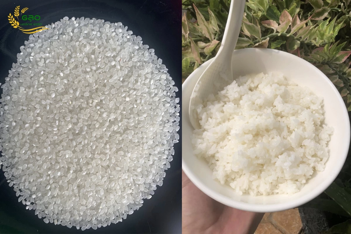 Gạo dẻo Japonica và cơm được nấu từ gạo Japonica