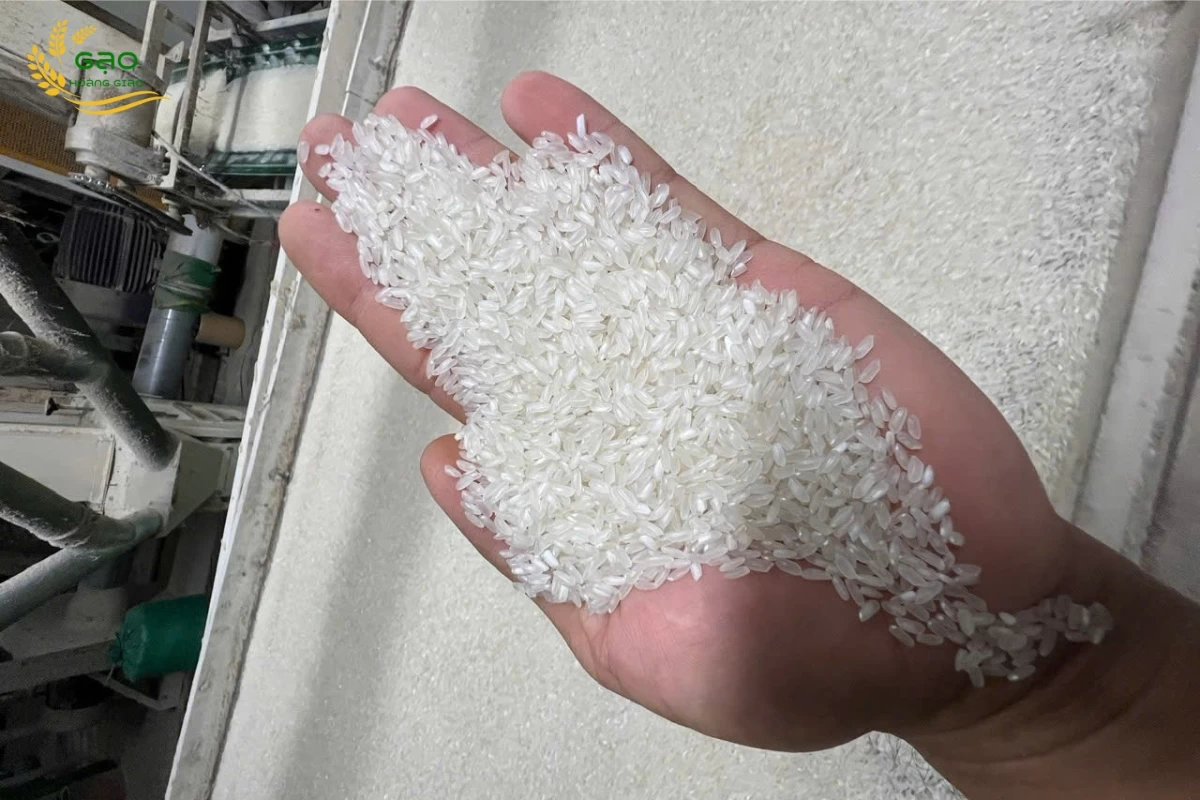 Gạo Hàm Châu - gạo làm cơm chiên ngon