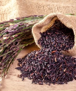 Gạo nếp cẩm có hạt màu tím than rất đặc trưng