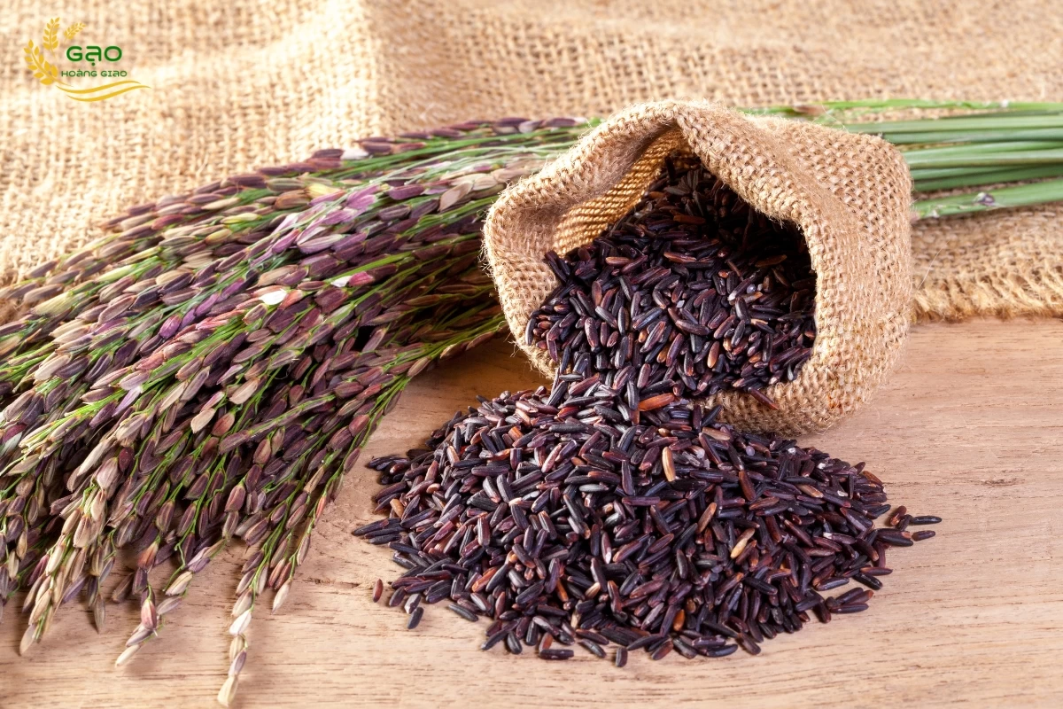 Gạo nếp cẩm có hạt màu tím than rất đặc trưng