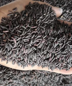 Mẫu gạo nếp cẩm của nhà máy Gạo Hoàng Giao