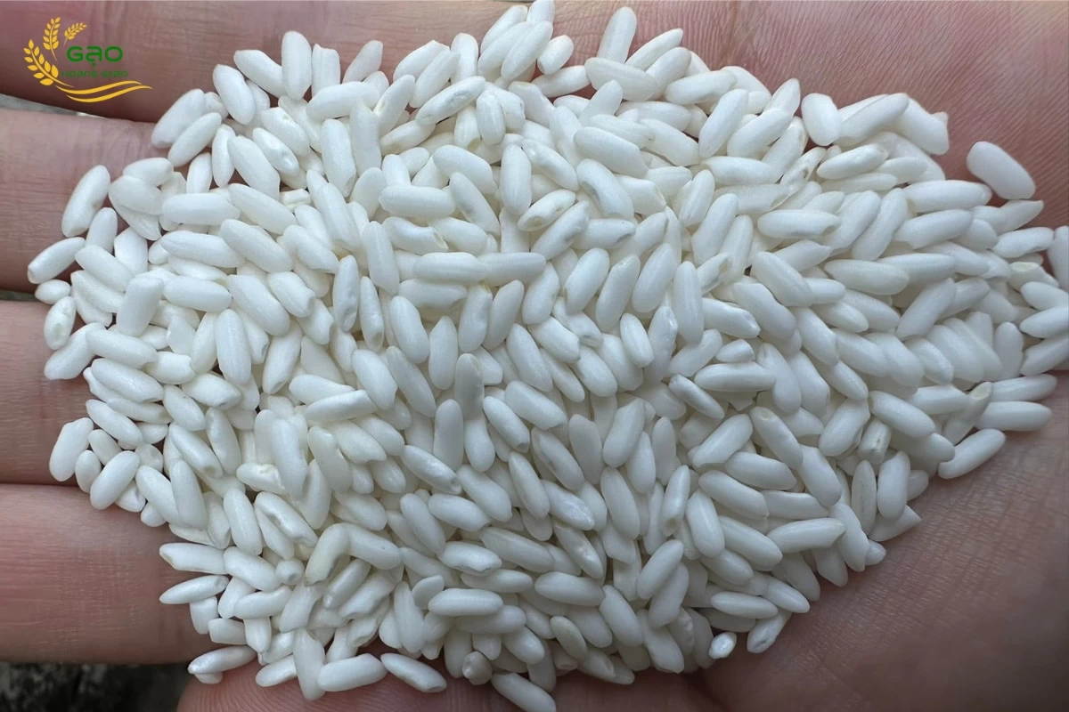 Các loại gạo nếp thường có màu trắng đục như màu sữa