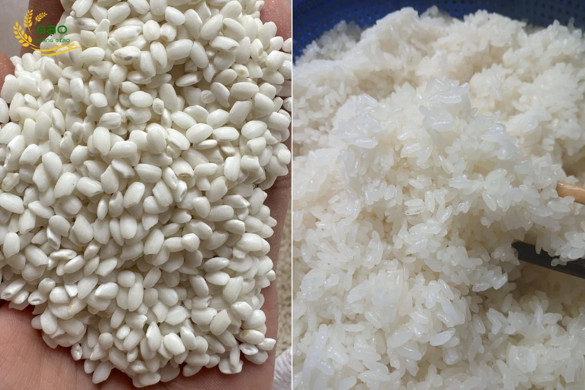 Gạo nếp cái hoa vàng có hạt tròn đều, ngắn, màu trắng đục
