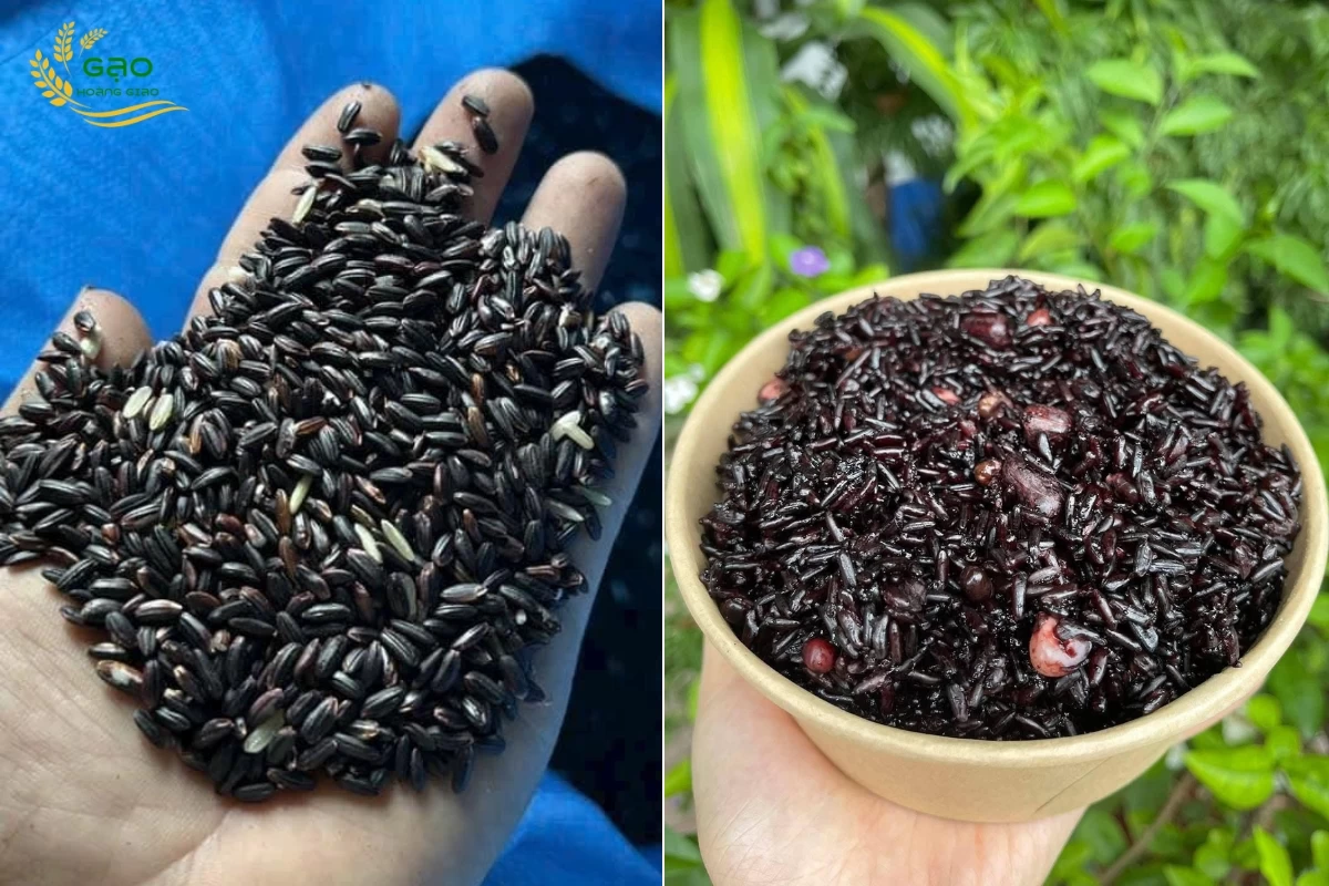 Gạo nếp than có hạt màu tím đen rất đặc trưng