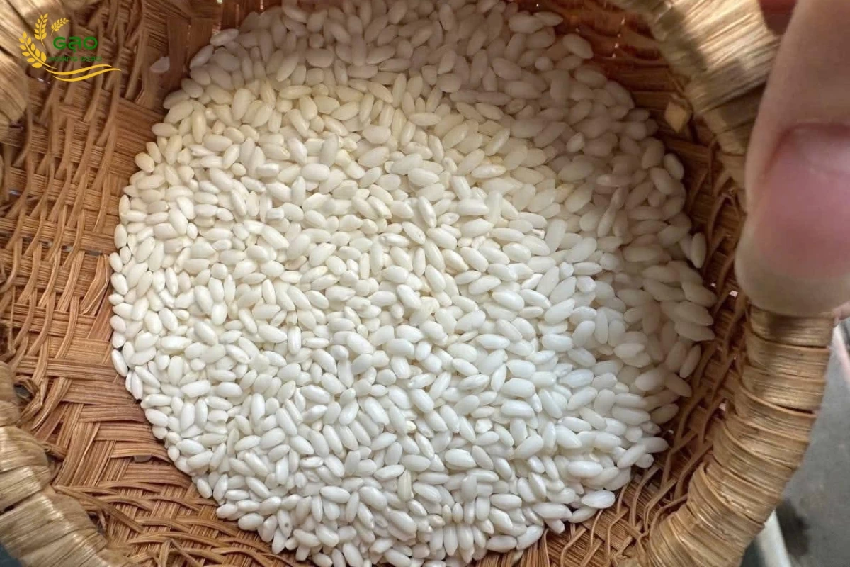 Mẫu gạo nếp nương loại 1