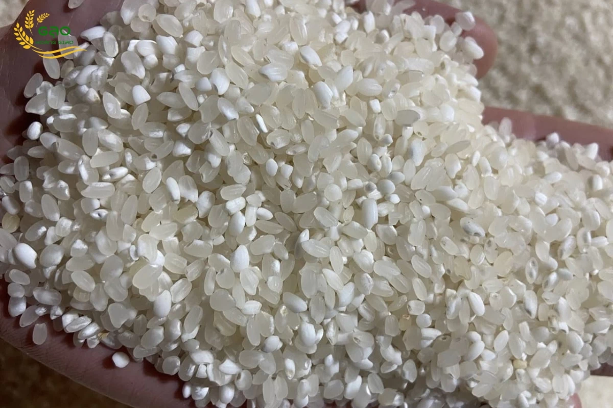 Gạo nếp Tú Lệ có hạt thiên về màu trắng trong