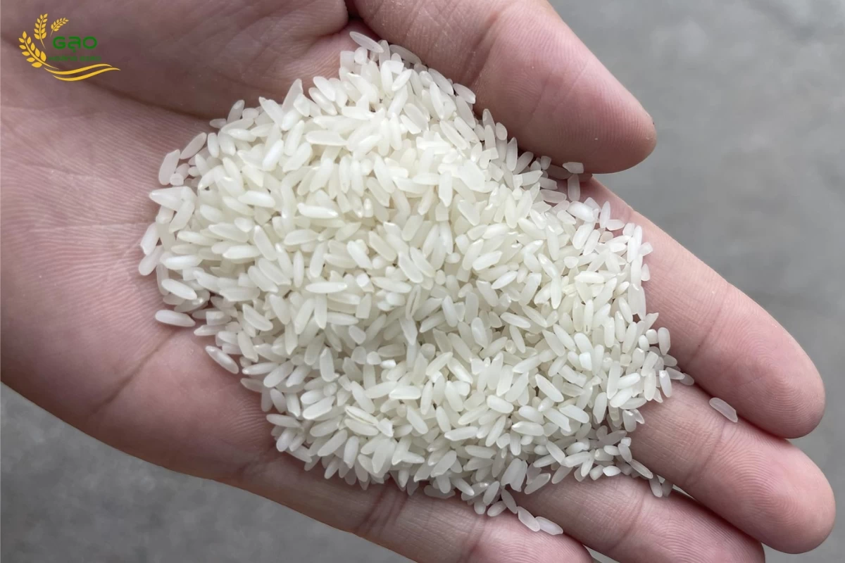 Gạo Bắc Hương có hạt dài vừa phải, màu trắng trong, nằm trong danh sách các loại gạo ngon miền Bắc