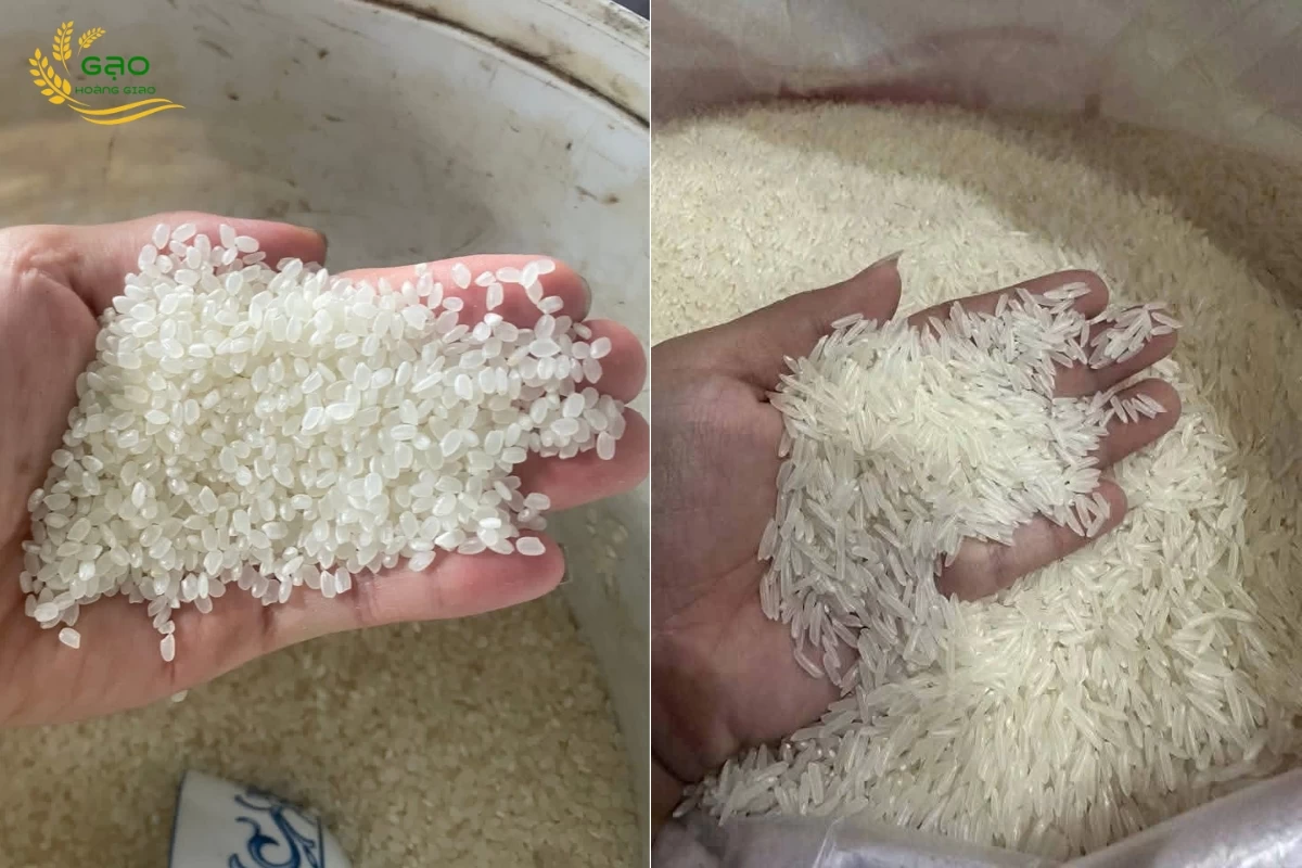 Gạo Séng Cù hạt tròn và gạo Séng Cù hạt dài