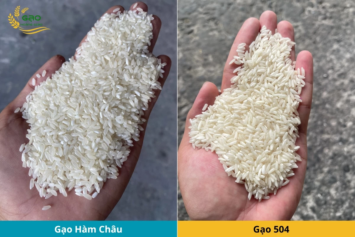 Gạo Hàm Châu và gạo 504