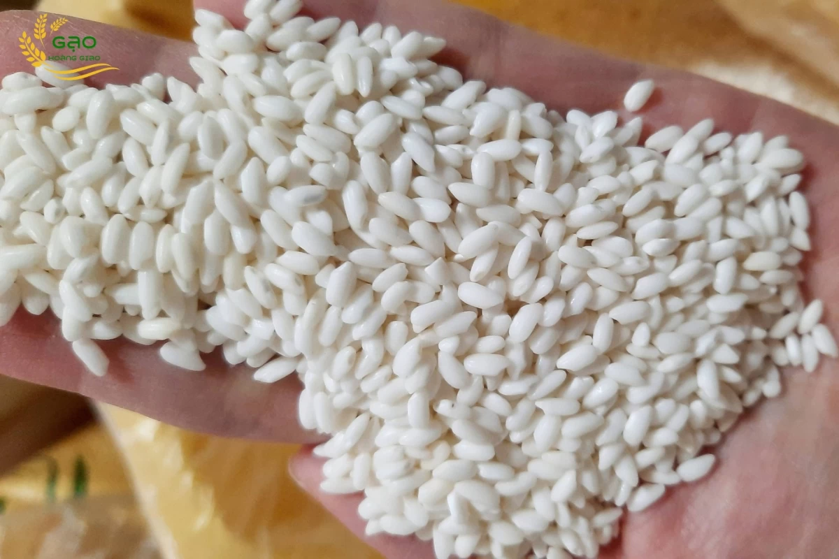 Gạo nếp cái hoa vàng thích hợp để nấu xôi vò