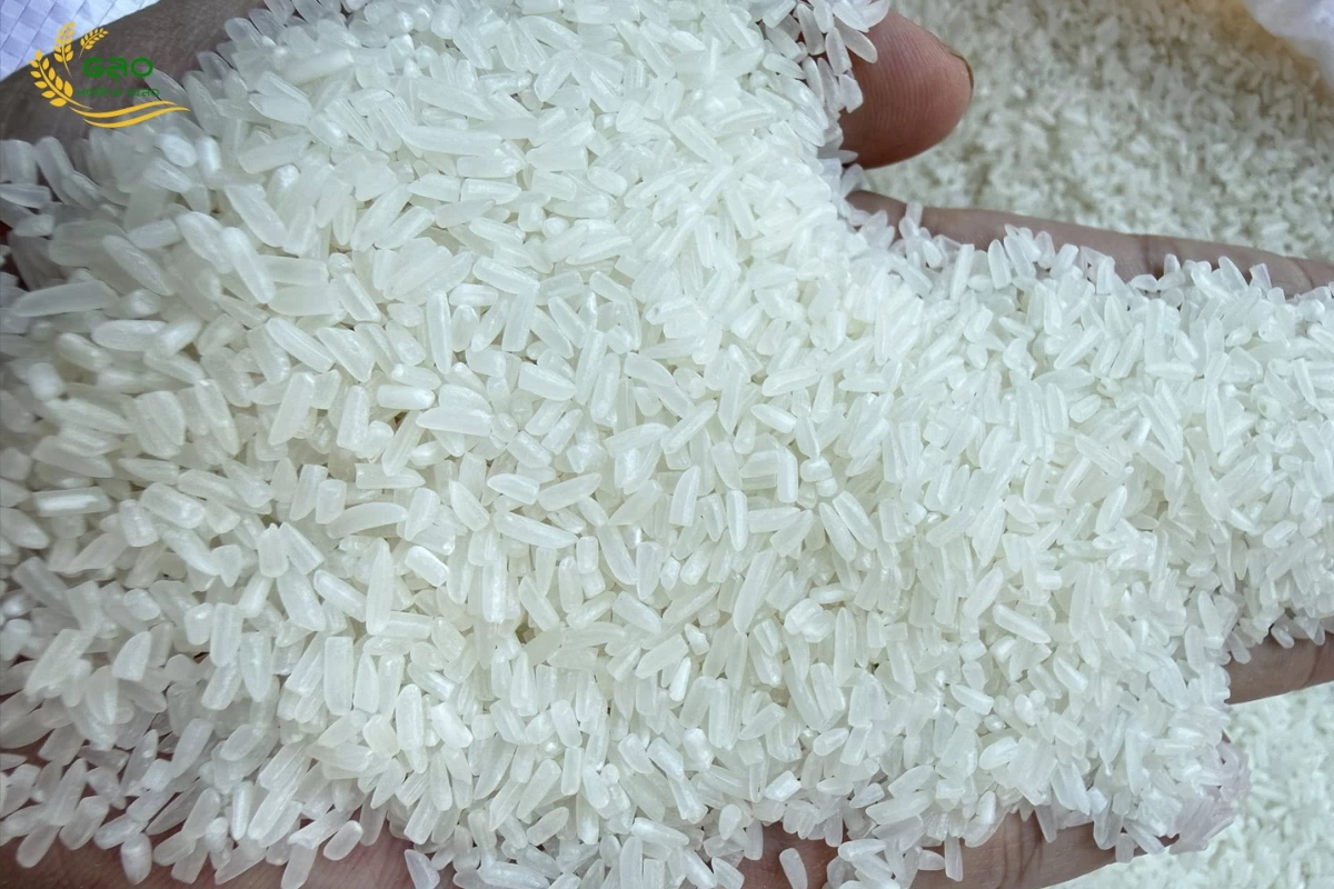 Gạo ST25 thường được lựa chọn để làm cơm cháy