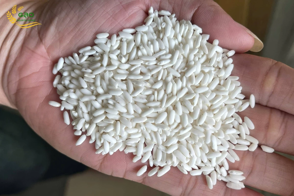 Gạo nếp sáp ngỗng có hạt thon dài, màu trắng đục, trông rất đẹp mắt