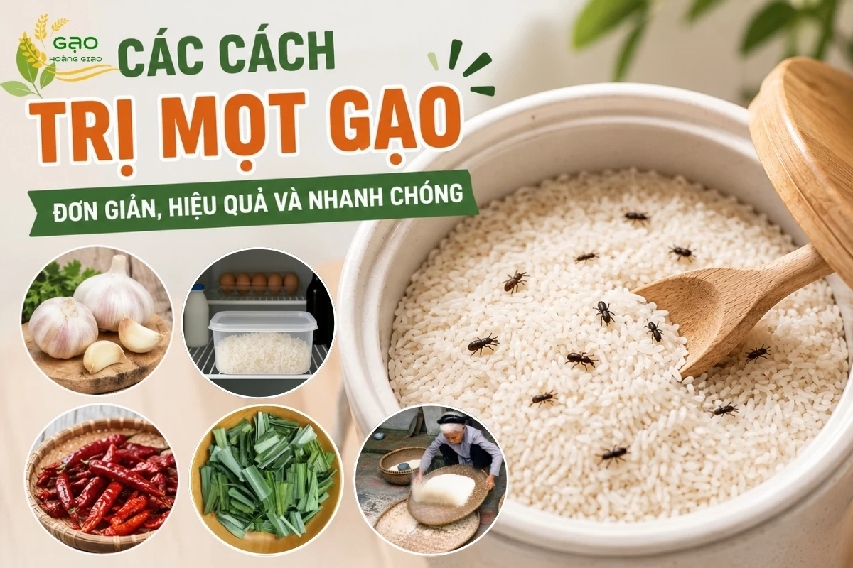 Các cách trị mọt gạo đơn giản