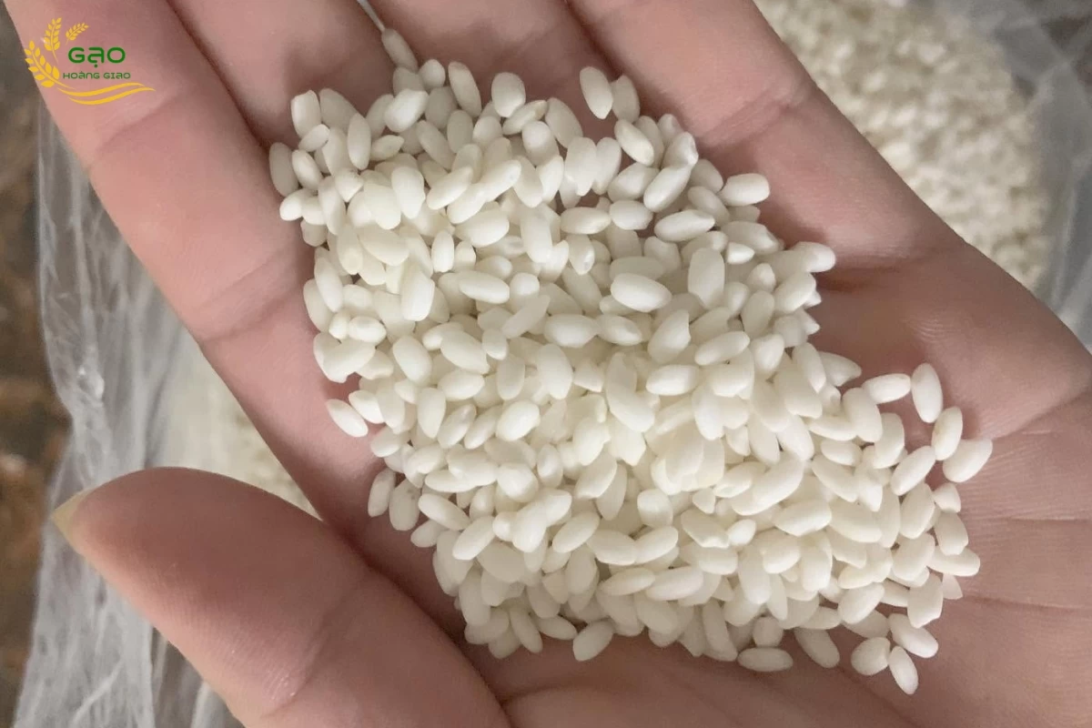 Hạt gạo nếp cái hoa vàng có hạt hơi tròn, màu trắng đục