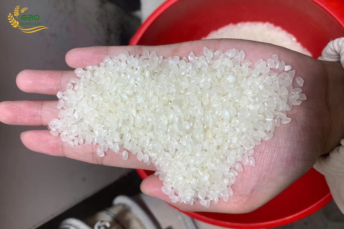 Gạo Japonica có hạt tròn, ngắn và độ dẻo cao
