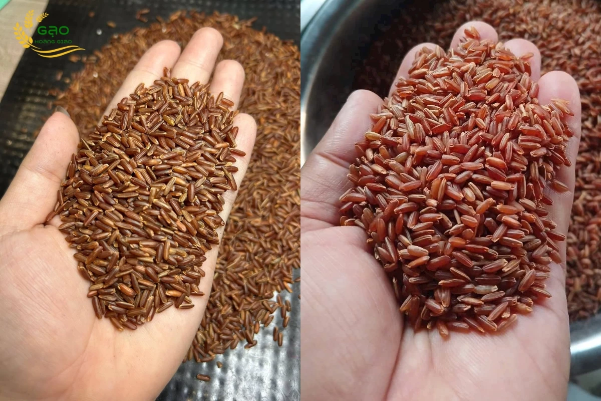 Gạo lứt huyết rồng có hạt màu đỏ sẫm hoặc đỏ nâu